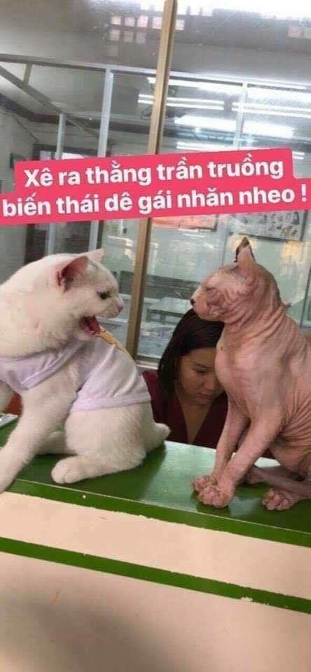 Haikyuu - Chương 221